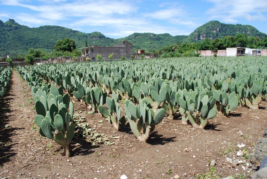 【プエブロマヒコ】メキシコの田舎を味わう！トラヤカパン完全ガイド